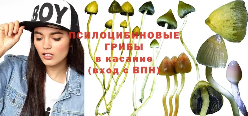 магазин продажи   omg ссылка  Псилоцибиновые грибы Cubensis  Данков 